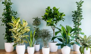 Îngrijirea plantelor de interior