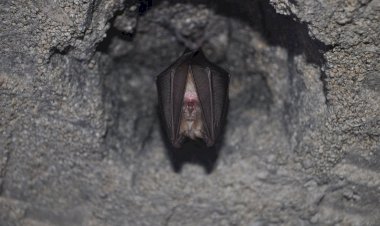 Pentru oameni, liliecii rămân plini de mister