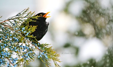 Hrănirea păsărilor sălbatice în perioada geroasă