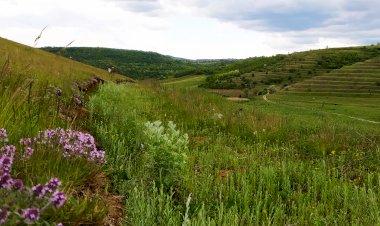 Sipoteni – locul unde șipotesc izvoarele din Codru