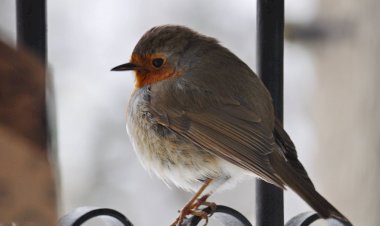 Cum rezistă păsările sălbatice în faţa iernii?