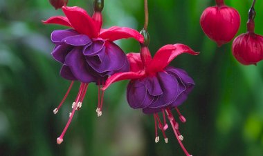 Fuchsia sau cercelușul