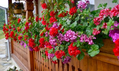 Muşcate cu flori bogate pentru casă şi grădină
