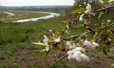 Răutul în Țara Florilor