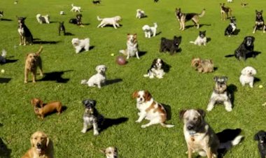 Sterilizarea câinilor: o problemă urgentă