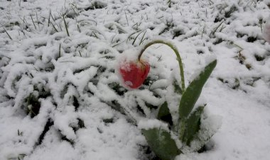 Iarna din aprilie