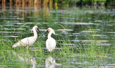 În „maternitatea naturii” de la Manta și Beleu