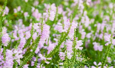 Răchițica (Physostegia virginiana Rosea)