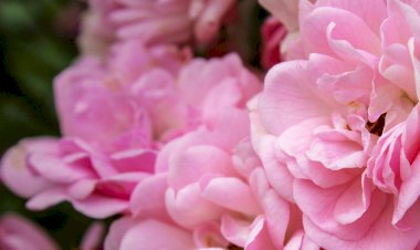 Cum se recoltează şi se usucă petalele de trandafir