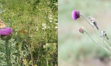 Ce au în comun ciulinul, sticletele și fluturele?