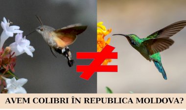 Avem colibri în Republica Moldova?