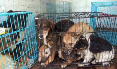 8,5 milioane de lei pentru întreținerea Necropolei de câini. De ce societatea civilă nu e de acord