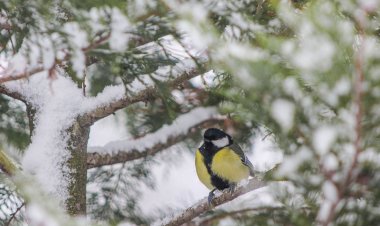 Şi în această iarnă, hrănim păsările sălbatice