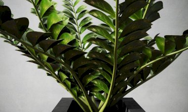 Zamioculcas, îngrijire și cultivare