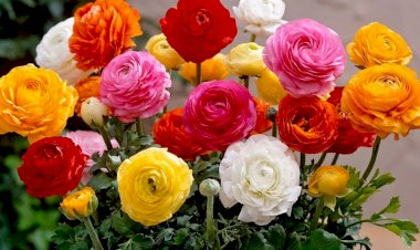 Piciorul cocoșului (Ranunculus)