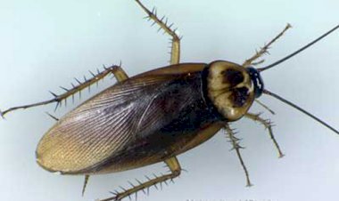 Gândacul de bucătărie american – insectă invazivă şi dăunătoare