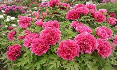 Bujori arbustivi (Paeonia suffruticosa)