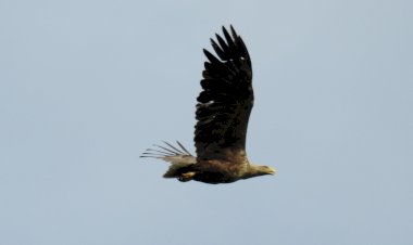 Povestea mea și a codalbului