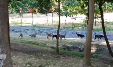 Unde ne mai putem plimba în siguranță în Chișinău?