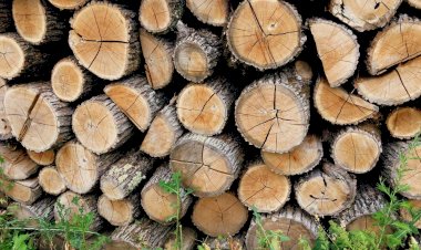 Cererea pentru lemnul de foc s-a dublat: pe fond de panică, riscăm să despădurim R.Moldova