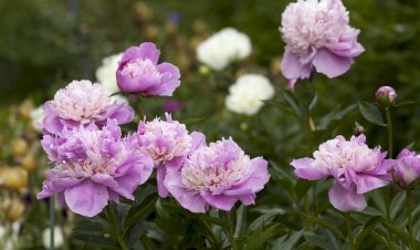 Bujorul a devenit Floarea Naţională a României