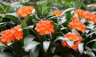 Crinul iernii (Clivia miniata)