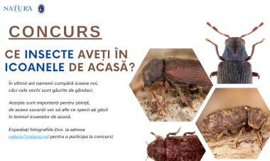 Ați găsit insecte în icoanele din casă? Participați la acest concurs inedit!