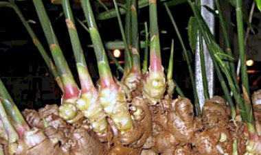 FRUMUSEŢE: Clubul dietelor de slăbit