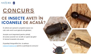Ați găsit aceste insecte în icoanele din casă? Cariul lemnului de stejar și cariul lemnului de rășinoase