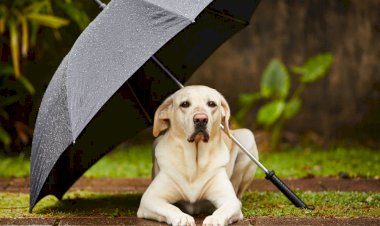 Când singurătatea începe să-ți placă