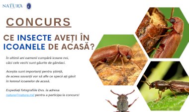 Cariul scoartei de pin și cariul de parchet: ați găsit aceste insecte în icoanele din casă?