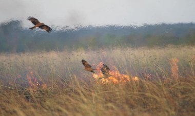 Incendiile de vegetaţie - un pericol pentru viaţă şi mediu