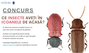 Ați găsit aceste insecte în icoanele din casă?
