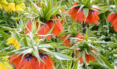Floarea Paştelui (Fritillaria)
