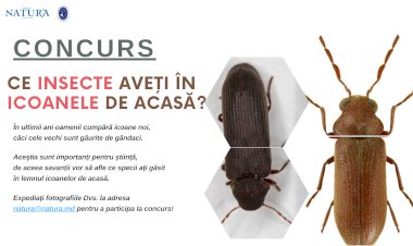 Ați găsit aceste insecte în icoanele din casă?