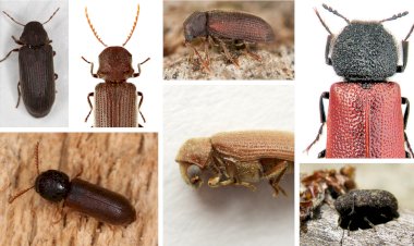 Lemnul - sursă de hrană și mediu de trai pentru insectele xilofage