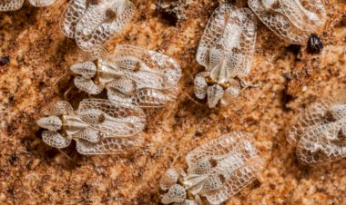 Invazie de insecte