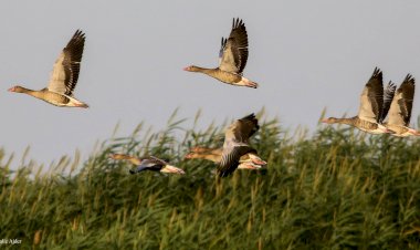 Cum se pregătesc păsările sălbatice de migrația de toamnă