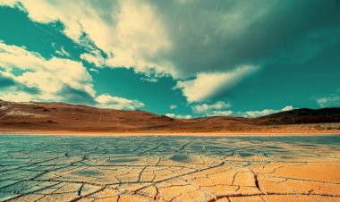 Pleacă morcovii, vin smochinele. Cum să ne adaptăm schimbărilor climatice