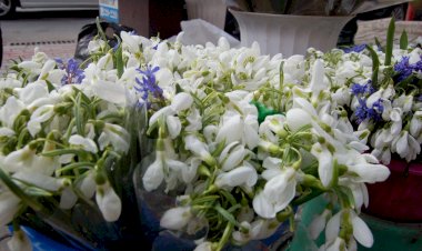 Vestitorii primăverii, victime ale comerțului ilegal