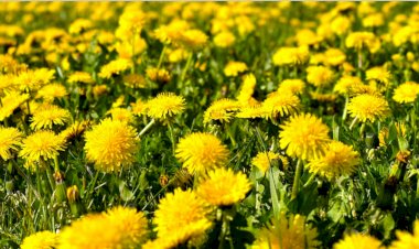 Plantele lunii aprilie țin la distanță bolile grave