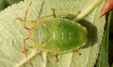 Regulile de aur ale bunicii