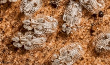 Insectele invazive s-au acomodat la noi și ne fac probleme