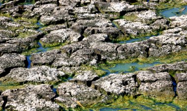 Să oprim degradarea solurilor! Avem cel mai rodnic pământ din lume, dar îl pierdem din cauza unor practici greșite