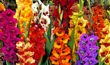 Gladiola, regina lunii lui cuptor