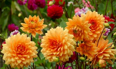 Dalia, simbol etern al eleganței și pasiunii