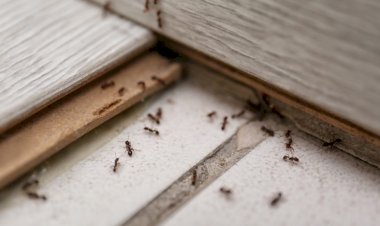 Regulile de aur ale bunicii (despre  metodele naturale pentru înlăturarea insectelor din locuință)