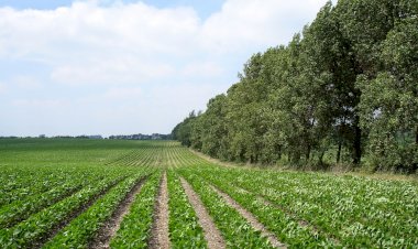 Arșița extremă și seceta pot fi prevenite prin plantarea pădurilor și perdelelor forestiere