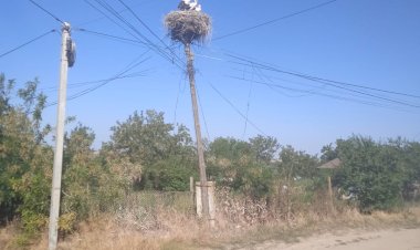Pasăre, ca un arhitect