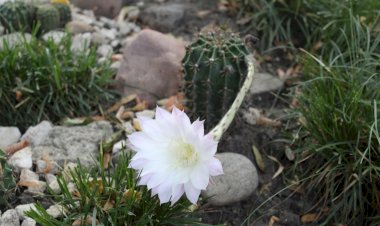 Flori frumoase care ascund durere